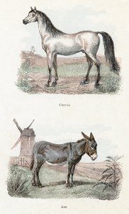 Pferd und Esel - „Alphabet illustriert Tiere“ 19. Jahrhundert von Edouard Travies