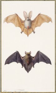 Langohrfledermaus und eine gewöhnliche Fledermaus, 1834
