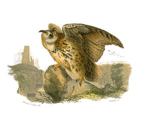 Zoologische Tafel, die tagaktive Greifvögel darstellt. Der Uhu