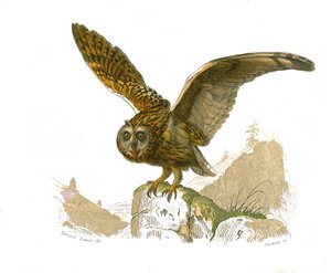 Naturgeschichtstafel: Zoologische Tafel, die tagaktive Greifvögel darstellt. Die Eule. Tafel aus den neun Bänden über Vögel in „Gesammelte Werke von Buffon“ geschrieben von dem Naturforscher Georges Louis Leclerc, Graf von Buffon (1707-1788) zwischen 1749  von Edouard Travies