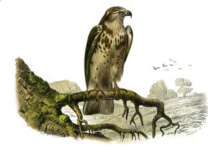 Naturgeschichtstafel: Zoologische Tafel, die Raubvögel bei Nacht darstellt. Jean le Blanc (Jean-Le-Blanc). Tafel aus den neun Bänden über Vögel in „Gesammelte Werke von Buffon“ geschrieben von dem Naturforscher Georges Louis Leclerc, Graf von Buffon (1707-