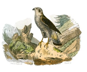 Zoologische Tafel, die nachtaktive Greifvögel darstellt. Die Eule. Tafel aus den neun Bänden über Vögel in 