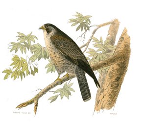 Zoologische Tafel, die nachtaktive Greifvögel darstellt. Der Falke. Tafel aus den neun Bänden über Vögel in 