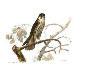 Naturgeschichte Tafel: Zoologische Tafel, die nachtaktive Raubvögel darstellt. Der Hobereau. Platte aus den neun Bänden über Vögel in „Gesammelte Werke von Buffon“ von Georges Louis Leclerc, Graf von Buffon