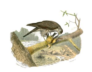 Naturgeschichtstafel: Zoologische Tafel, die nachtaktive Raubvögel darstellt. Der Falke. Tafel aus den neun Bänden über Vögel in „Gesammelte Werke von Buffon“ geschrieben von dem Naturforscher Georges Louis Leclerc, Graf von Buffon (1707-1788) zwischen 17