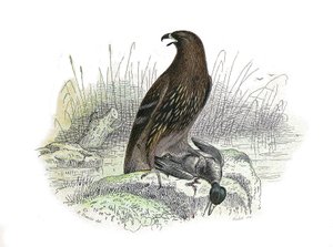 Naturgeschichtstafel: Zoologische Tafel, die nachtaktive Greifvögel darstellt. Der kleine Adler. Tafel aus den neun Bänden über Vögel in „Gesammelte Werke von Buffon“ von Naturforscher Georges Louis Leclerc, Graf von Buffon (1707-1788) zwischen 1749 und 17