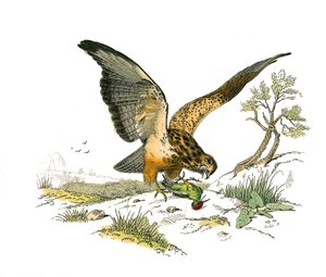 Zoologische Tafel: Nachtgreifvögel. Die Düse. Tafel aus den neun Bänden über Vögel in „Gesammelte Werke von Buffon“ von Georges Louis Leclerc, Graf von Buffon (1707-1788)