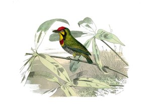 Naturgeschichtstafel: Zoologische Tafel, die Klettervögel darstellt. Der Bartvogel hat eine gelbe Kehle. Tafel aus den neun Bänden über Vögel in „Gesammelte Werke von Buffon“ von Naturforscher Georges Louis Leclerc, Graf von Buffon