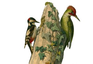 Naturgeschichtstafel: Zoologische Tafel, die Kletterer darstellt. Der Specht und der Grünspecht haben einen roten Kopf (Grünspecht). Tafel aus den neun Bänden über Vögel in „Gesammelte Werke von Buffon“ geschrieben von dem Naturforscher Georges Louis Lec von Edouard Travies