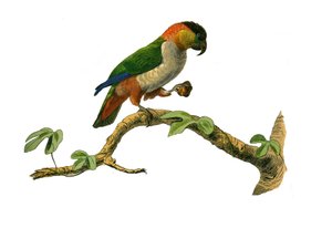 Naturgeschichte Tafel: Zoologische Tafel, die Klettervögel darstellt. Der Maipouri. Platte aus den neun Bänden über Vögel in „Gesammelte Werke von Buffon“ von Georges Louis Leclerc, Graf von Buffon