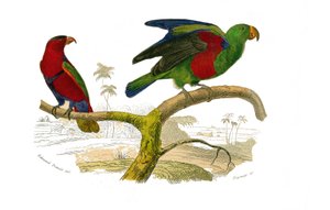 Naturgeschichtstafel: Zoologische Tafel, die Kletterer darstellt. Der dreifarbige Lori und der grüne Papagei. Tafel aus den neun Bänden über Vögel in „Gesammelte Werke von Buffon“ geschrieben von dem Naturforscher Georges Louis Leclerc, Graf von Buffon (1 von Edouard Travies