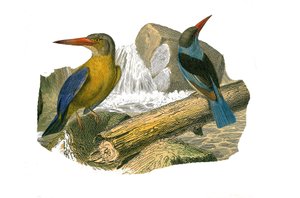 Naturgeschichtstafel: Zoologische Tafel, die syndaktyle Sperlingsvögel darstellt (mit zwei oder mehr zusammengewachsenen Fingern). Großschnabel- und Graukopf-Eisvogel. Tafel aus den neun Bänden über Vögel in „Gesammelte Werke von Buffon“ von Naturforscher 