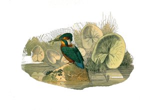 Naturgeschichtstafel: Zoologische Tafel, die syndaktyle Sperlingsvögel darstellt (mit zwei oder mehr zusammengewachsenen Fingern). Der Eisvogel. Tafel aus den neun Bänden über Vögel in „Gesammelte Werke von Buffon“ von Naturforscher Georges Louis Leclerc von Edouard Travies