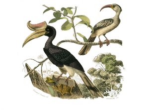 Naturgeschichtstafel: Zoologische Tafel, die Syndaktyle Sperlingsvögel darstellt von Edouard Travies