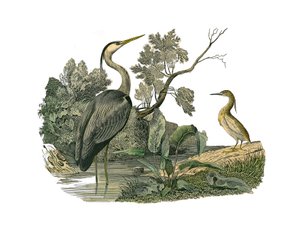 Zoologische Tafel: Wasservögel und Langschnabelvögel. Reiher und Krabbe. Tafel aus den neun Bänden über Vögel in „Gesammelte Werke von Buffon“ von Georges Louis Leclerc, Graf von Buffon von Edouard Travies