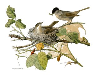Naturgeschichtstafel: Zoologische Tafel, die dentiroströse Sperlingsvögel (mit gekerbtem Schnabel) darstellt. Der Schwarzspecht (Nest und Raupe zum Fressen). Tafel aus den neun Bänden über Vögel in „Gesammelte Werke von Buffon“ geschrieben von dem Naturfo von Edouard Travies