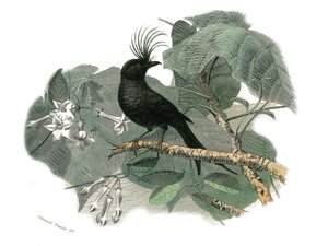 Naturgeschichtstafel: Zoologische Tafel, die dentiroströse Sperlingsvögel (mit gekerbtem Schnabel) darstellt. Der Drongo. Tafel aus den neun Bänden über Vögel in „Gesammelte Werke von Buffon“ geschrieben von dem Naturforscher Georges Louis Leclerc, Graf v von Edouard Travies
