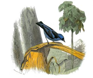 Naturgeschichtstafel: Zoologische Tafel, die insektenfressende Sperlingsvögel (mit Kerbe) darstellt. Der blaue Pitpit. Tafel aus den neun Bänden über Vögel in „Gesammelte Werke von Buffon“ geschrieben von dem Naturforscher Georges Louis Leclerc, Graf von B