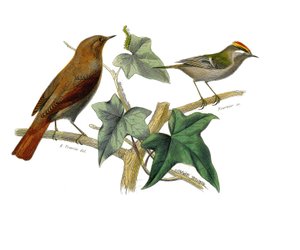 Zoologische Tafel: Schnabelvögel. Die Nachtigall und der König. Tafel aus den neun Bänden über Vögel in „Gesammelte Werke von Buffon“ von Georges Louis Leclerc, Graf von Buffon