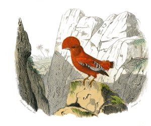 Naturgeschichtstafel: Zoologische Tafel, die dentiroströse Sperlingsvögel (mit Kerbe) darstellt. Der Hahn. Tafel aus den neun Bänden über Vögel in „Gesammelte Werke von Buffon“ geschrieben von dem Naturforscher Georges Louis Leclerc, Graf von Buffon (1707- von Edouard Travies