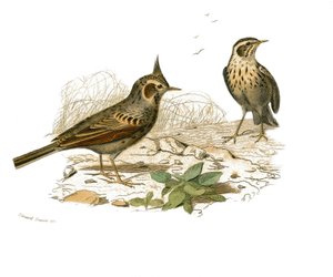 Naturgeschichtstafel: Zoologische Tafel, die dentiroströse Sperlingsvögel (mit Kerbe) darstellt. Der Haubenlerche und die Sumpflerche. Tafel aus den neun Bänden über Vögel in „Gesammelte Werke von Buffon“ geschrieben von dem Naturforscher Georges Louis Lec von Edouard Travies