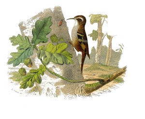 Zoologische Tafel, die dentirostre Sperlingsvögel darstellt von Edouard Travies