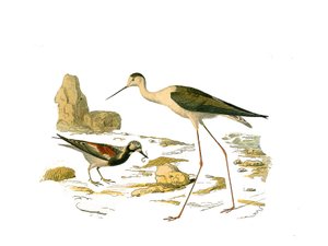 Naturgeschichtstafel: Zoologische Tafel, die langnasige Watvögel darstellt: der Steinwender und der Säbelschnäbler. Tafel aus den neun Bänden über Vögel in „Gesammelte Werke von Buffon“ von Naturforscher Georges Louis Leclerc