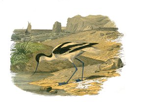 Naturgeschichtstafel: Zoologische Tafel, die langnasige Watvögel darstellt von Edouard Travies