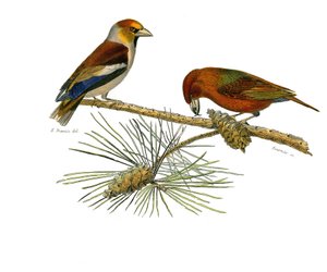 Naturgeschichtstafel: Zoologische Tafel, die koniroströse Sperlingsvögel (konischer Schnabel) darstellt. Großer Schnabel (Grosbeak) und Kreuzschnabel (Crossbill). Tafel aus den neun Bänden über Vögel in „Gesammelte Werke von Buffon“ geschrieben von dem Na von Edouard Travies