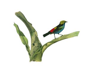 Naturgeschichtstafel: Zoologische Tafel, die körnerfressende Sperlingsvögel (kegelförmiger Schnabel) darstellt. Tafel aus den neun Bänden über Vögel in „Gesammelte Werke von Buffon“ geschrieben von dem Naturforscher Georges Louis Leclerc, Graf von Buffon ( von Edouard Travies
