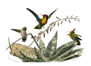Zoologische Tafel: Körnerfresser. Der Fliegenvogel, der kleine Fliegenvogel und der Wiedehopf-Fliegenvogel. Tafel aus den neun Bänden über Vögel in „Gesammelte Werke von Buffon“ von Georges Louis Leclerc, Graf von Buffon
