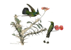 Zoologische Tafel: Körnerfresser. Der Wiedehopf-Fliegenvogel und der Schneeschuh-Fliegenvogel. Tafel aus den neun Bänden über Vögel in „Gesammelte Werke von Buffon“ von Georges Louis Leclerc, Graf von Buffon