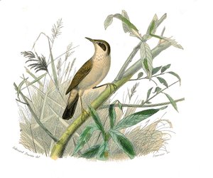 Naturgeschichtstafel: Zoologische Tafel, die konischschnäbelige Sperlingsvögel darstellt. Der Rotkopf. Tafel aus den neun Bänden über Vögel in „Werke komplett von Buffon“ geschrieben von Naturforscher Georges Louis Leclerc, Graf von Buffon (1707-1788)