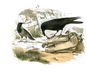 Naturgeschichte Tafel: Zoologische Tafel, die konischschnäbelige Sperlingsvögel darstellt. Die Krähe. Tafel aus den neun Bänden über Vögel in „Gesammelte Werke von Buffon“ von Georges Louis Leclerc, Graf von Buffon (1707-1788) von Edouard Travies