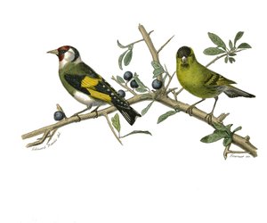 Naturgeschichtstafel: Zoologische Tafel, die Körnerfresser-Sperlingsvögel darstellt von Edouard Travies