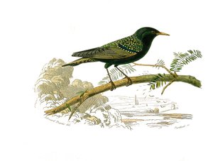 Naturgeschichtstafel: Zoologische Tafel, die Hühnervögel darstellt. Die Taube. Tafel aus den neun Bänden über Vögel in „Gesammelte Werke von Buffon“ von Naturforscher Georges Louis Leclerc, Graf von Buffon (1707-1788) zwischen 1749 und 1785. Illustration