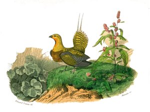 Zoologische Tafel, die Gallinaceen darstellt: Ganga. Tafel aus den neun Bänden über Vögel in 