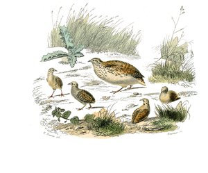 Naturgeschichtstafel: Zoologische Tafel, die Hühnervögel darstellt: Wachtel. Tafel aus den neun Bänden über Vögel in „Gesammelte Werke von Buffon“ geschrieben von dem Naturforscher Georges Louis Leclerc, Graf von Buffon (1707-1788) zwischen 1749 und 1785. von Edouard Travies