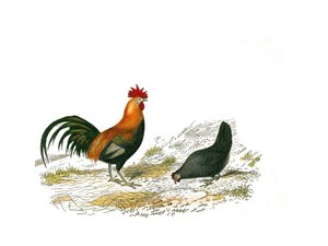 Naturgeschichte Tafel: Zoologische Tafel, die Hühner darstellt. Der Hahn und die Henne. Platte aus den neun Bänden über Vögel in „Gesammelte Werke von Buffon“ von Georges Louis Leclerc, Graf von Buffon