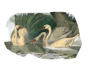 Zoologische Tafel, die lamellirostre Schwimmvögel darstellt von Edouard Travies