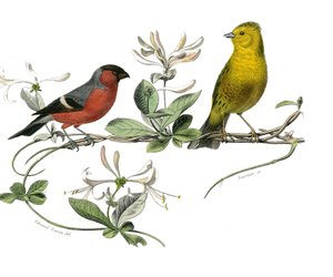 Naturgeschichte Tafel: Zoologische Tafel, die den Bouvreuil und den Spatz von Frankreich darstellt. Platte aus den neun Bänden über Vögel in „Gesammelte Werke von Buffon“ von Georges Louis Leclerc, Graf von Buffon von Edouard Travies