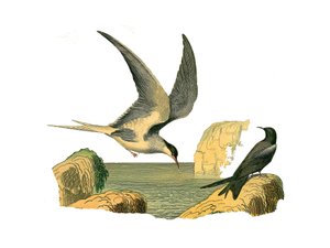 Naturgeschichtstafel: Zoologische Tafel, die Langflügler (oder hohe Segler, Hochseevögel) darstellt. Der Garin-Stein und die Vogelscheuche. Tafel aus den neun Bänden über Vögel in „Gesammelte Werke von Buffon“ geschrieben von dem Naturforscher Georges Lou