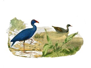 Naturgeschichtstafel: Zoologische Tafel, die langschäbelige Vögel darstellt: das Sultan-Huhn und das Wasserhuhn. Tafel aus den neun Bänden über Vögel in „Gesammelte Werke von Buffon“ von Georges Louis Leclerc, Graf von Buffon von Edouard Travies