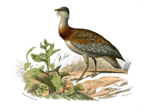 Naturgeschichtstafel: Zoologische Tafel, die Watvögel darstellt: die Trappe. Tafel aus den neun Bänden über Vögel in „Gesammelte Werke von Buffon“ geschrieben von dem Naturforscher Georges Louis Leclerc, Graf von Buffon (1707-1788) zwischen 1749 und 1785.  von Edouard Travies
