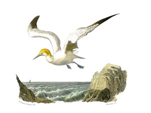 Naturgeschichtstafel: Zoologische Tafel, die Totipalmen (Unterwasserfischen) darstellt. Der Basstölpel. Tafel aus den neun Bänden über Vögel in „Werke komplett von Buffon“ geschrieben von Naturforscher Georges Louis Leclerc, Graf von Buffon (1707-1788) zwi von Edouard Travies