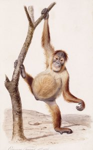 Orang-Utan, 1836 von Edouard Travies