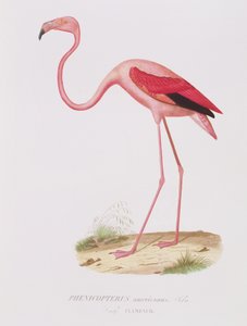 Phenicopterus americanus (Flamenco) graviert von Fournier, veröffentlicht von Bougeard von Edouard Travies