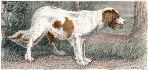 Spaniel (Hund) - „Alphabet illustriert Tiere“ 19. Jahrhundert (Gravur) von Edouard Travies