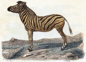Zebra - „Alphabet illustriert Tiere“ 19. Jahrhundert von Edouard Travies