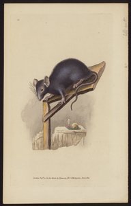 Schwarze Ratte (farbige Gravur)